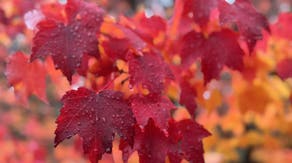 Atmospheric river storms threaten Pacific Northwest with heavy rain, flooding this week