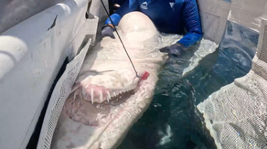 Marine specialists riskily remove deadly fishing hook from shark’s mouth
