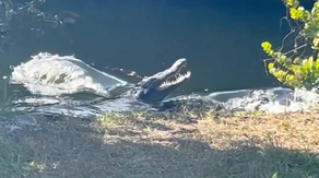 See it: Crocodile and alligator face off in Florida Everglades