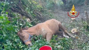 Watch: Horse gets airlifted by helicopter, rescued after muddy misadventure