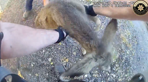 Watch: Frustrated fawn screams in protest while being freed from fence in Colorado