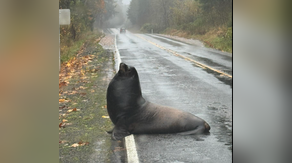Watch: Wayward sea lion finds itself in the middle of the road during downpour in Washington state