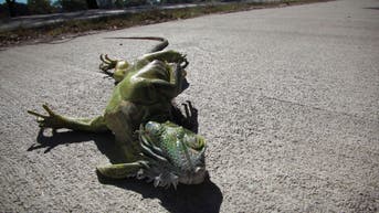 Arctic blast cold-stuns iguanas in Florida during record-setting plunge - Fox News