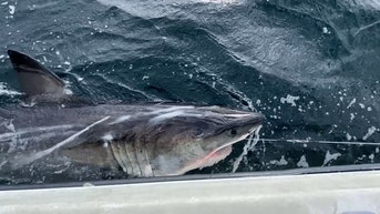 Huge great white shark pings lurking off the coast towards feeding hotspot - Fox News