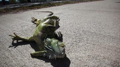 How cold does it need to be in Florida for iguanas to fall from trees?