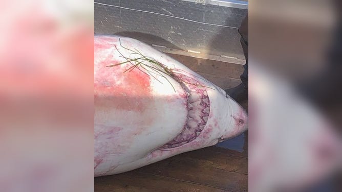 'Danny' the great white shark dies