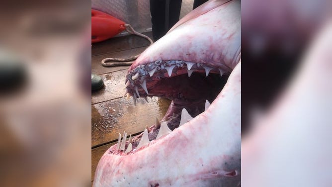 'Danny' the great white shark dies