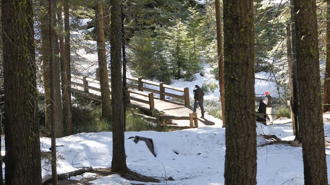Under the proposed draft statement some of the trails into the grove would be eliminated and would be replaced with a boardwalk, at the Mariposa Grove of Giants Sequoias in Yosemite National Park. Yosemite National Park on Tuesday Feb. 26, 2013, has released the Restoration of the Mariposa Grove of Giant Sequoias Draft Environmental Impact Statement, with the primary goal being to restore giant sequoia habitat and improve the visitor experience.