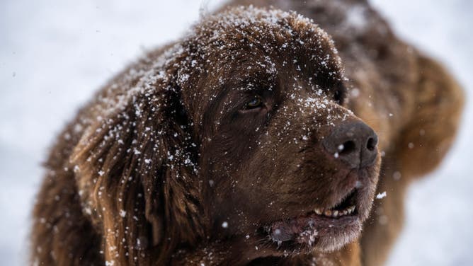 UNITED STATES - JANUARY 6: Magnus, a Newfoundland, plays during a snow storm in Stanton Park on Capitol Hill, on Monday, January 6, 2025.
