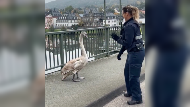 Officer Marion verhandelt mit dem Schwan, während sie sich darauf vorbereitet, ihn anzuheben und zu bewegen. 