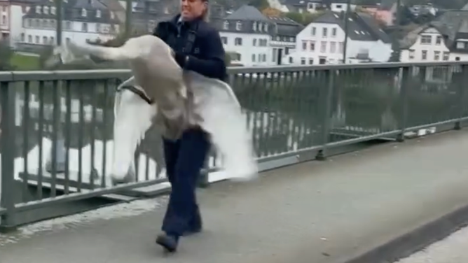 Der Schwan schlug mit den Flügeln, um zu protestieren, dass er von der stark befahrenen Straße entfernt wurde.