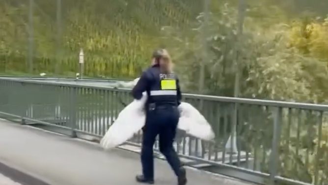 Der Beamte rennt mit dem Schwan an einen sichereren Ort, weg von der Straße.