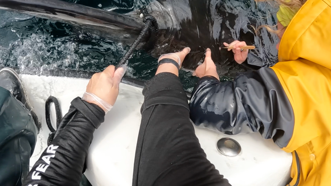 OCEARCH tags Ripple the white shark so they can track his movements.