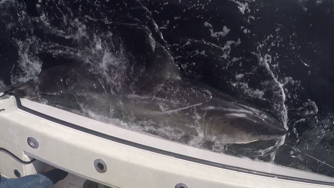 Ripple swims next to the OCEARCH boat.
