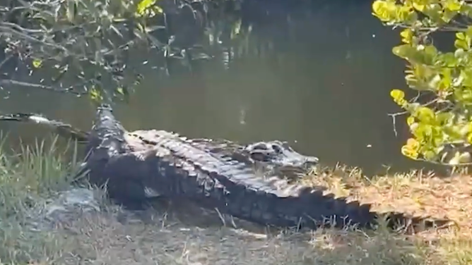 The crocodile entered the water, ready to show an alligator who is boss.