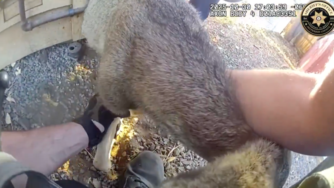 After it was put down, the deer ran off to find its mother.