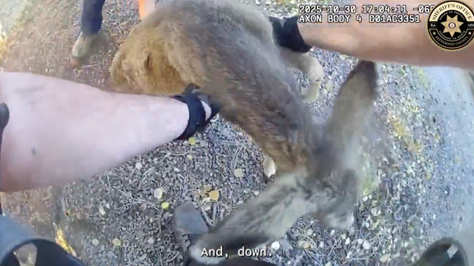 Colorado animal control officer picks up deer to remove it from a fence where it was stuck.