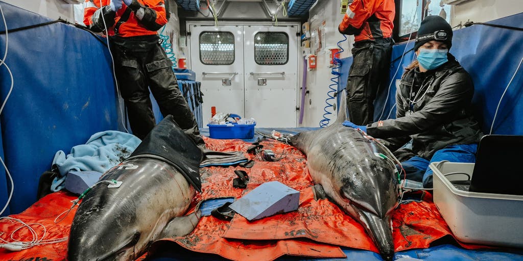 Mother and calf rescued after dolphin pair gets stranded in Massachusetts marsh