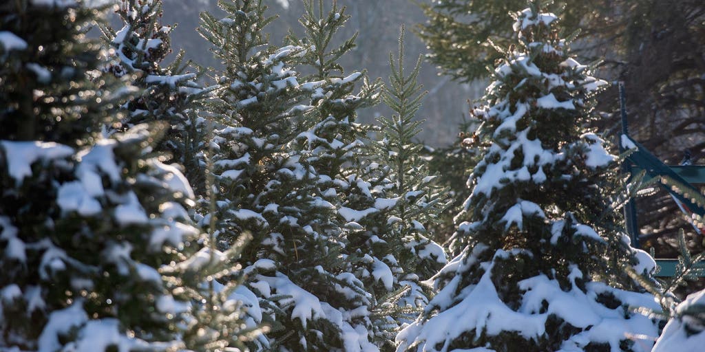 White Christmas Outlook: Snow chances around the country | Fox Weather