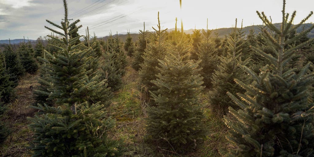 North Carolina Christmas tree farmers see resurgence in market after Hurricane Helene devastation