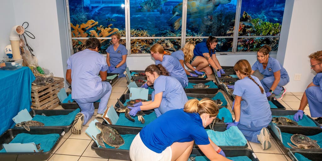 Photos: 25 cold-stunned turtles rescued from Cape Cod Bay during bitter arctic blast