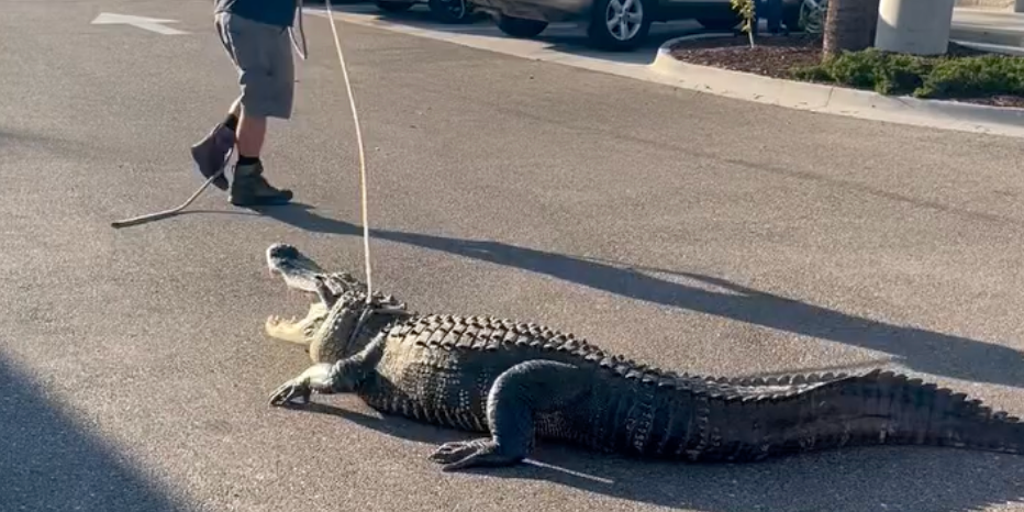 Florida 7-Eleven gets surprise visit from huge gator, a week after another 600-pound beast found in Sarasota