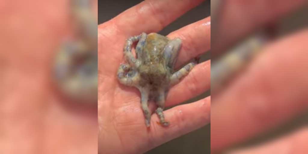 See it: A British man vacationing in the Philippines unknowingly handled the world's deadliest octopus