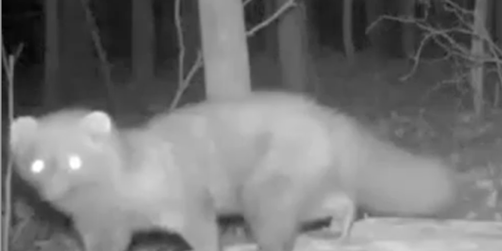 See it: Predator not seen in this state for more than 100 years caught on camera