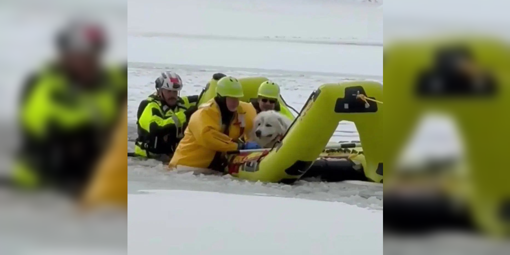 See it: A piece of cheese proves vital for the rescue of a dog on a frozen lake in New York