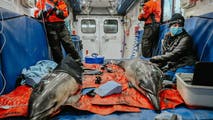 Mother and calf rescued after dolphin pair gets stranded in Massachusetts marsh