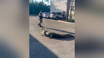Florida 7-Eleven gets surprise visit from huge gator, a week after another 600-pound beast found in Sarasota