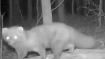 See it: Predator not seen in this state for more than 100 years caught on camera