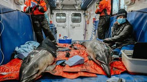 Mother and calf rescued after dolphin pair gets stranded in Massachusetts marsh