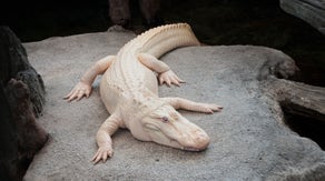 Claude, the beloved Albino Alligator, is dead at 30