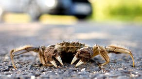 Illegal invasive crab species found in Oregon river, causing concern among wildlife biologists