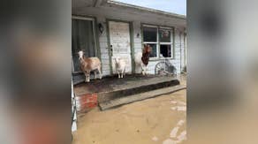 See It: Swift water rescue teams help families, livestock as Northern California swamped by flooding