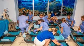 Photos: 25 cold-stunned turtles rescued from Cape Cod Bay during bitter arctic blast