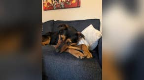 'Blessing in disguise': 120 animals evacuated from Washington animal shelter ahead of flooding