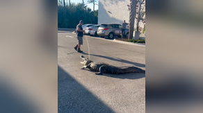 Florida 7-Eleven gets surprise visit from huge gator, a week after another 600-pound beast found in Sarasota