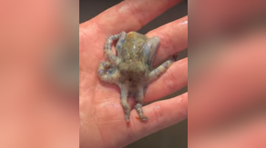 See it: Man vacationing in the Philippines unknowingly handled the world's deadliest octopus