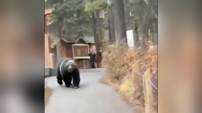 Watch: Tourists come face-to-face with massive grizzly bear in Banff National Park