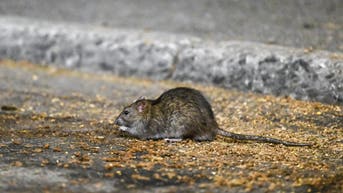 Officials issue frightening alert about toilet rats after historic floods - Fox News