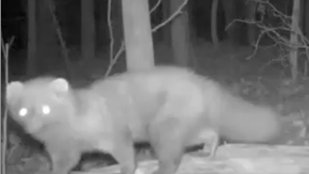Predator not seen in this state for more than 100 years caught on camera - Fox News