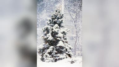 Christmas is almost here. What areas will see a White Christmas?