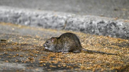 Washington officials issue frightening alert about toilet rats after historic floods