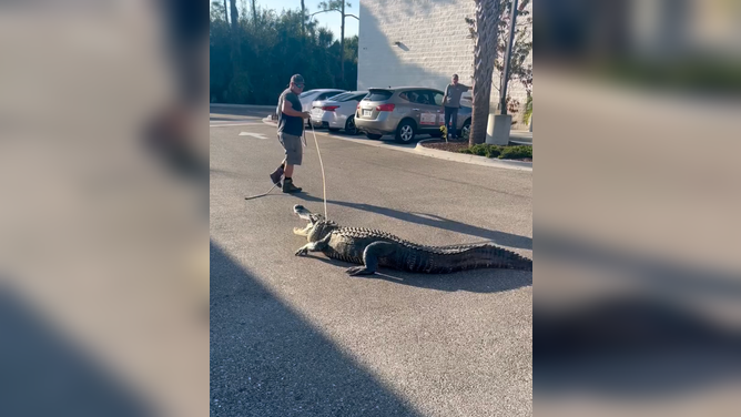 Sarasota County Sheriff's Officers, with help from an alligator wrangler, remove a giant gator the 7-Eleven parking lot in Venice, Florida