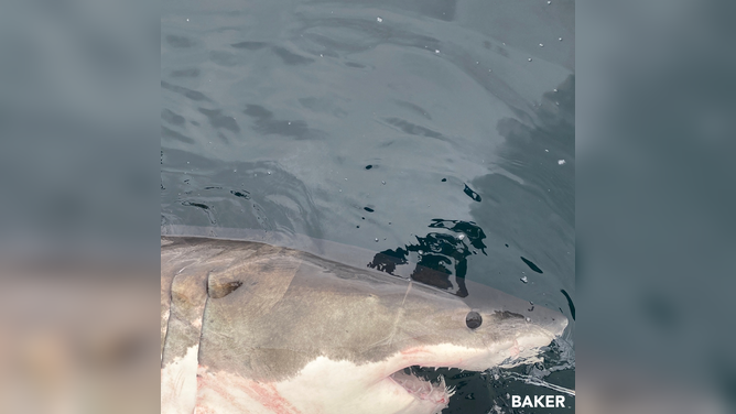 Baker the white shark tagged by OCEARCH.