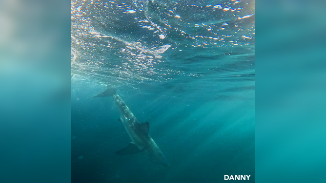 Danny, the white shark tagged by OCEARCH. 