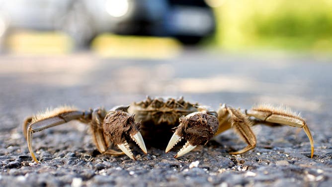 18 September 2019, Lower Saxony, Thedinghausen: A Chinese mitten crab hikes along a road near the Werder district.