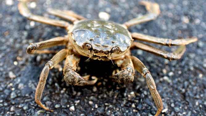 18 September 2019, Lower Saxony, Thedinghausen: A Chinese mitten crab hikes along a road near the district of Werder. The species has been living in Germany for decades.